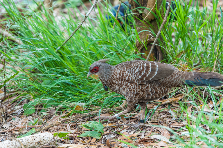 Image of Kalij Pheasant