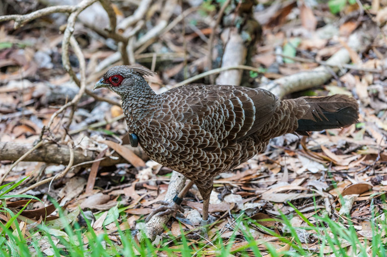 Image of Kalij Pheasant