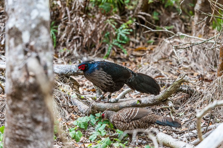 Image of Kalij Pheasant