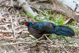 Image of Kalij Pheasant