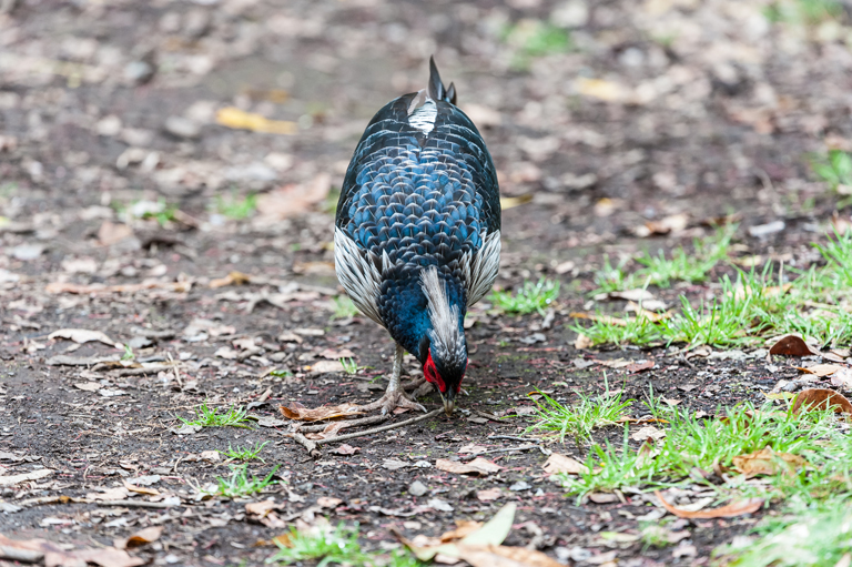 Image of Kalij Pheasant