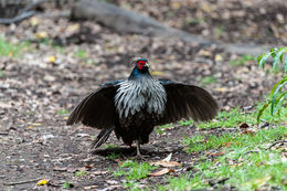 Image of Kalij Pheasant