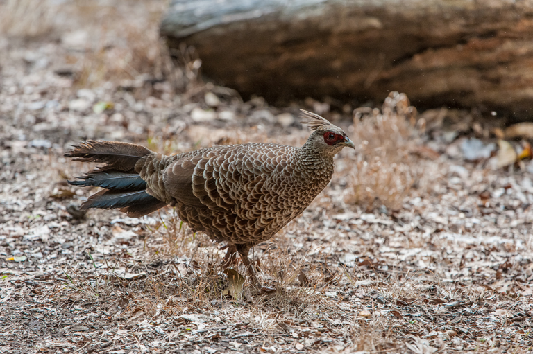 Image of Kalij Pheasant