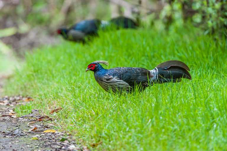 Image of Kalij Pheasant