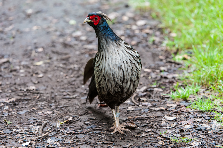 Image of Kalij Pheasant