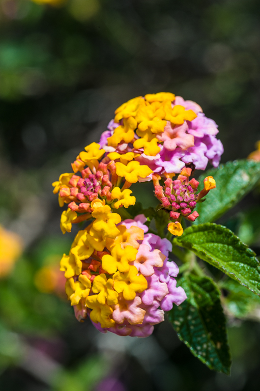 Image of lantana