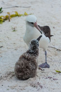 Image of Laysan Albatross