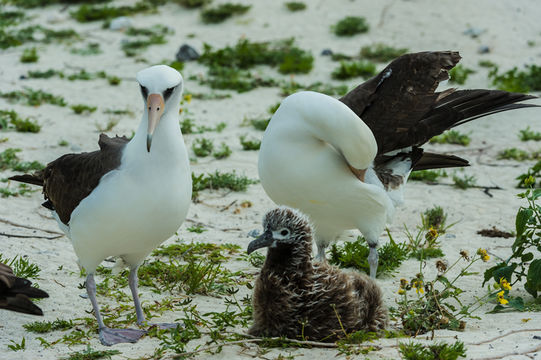 Laysan albatrosu resmi