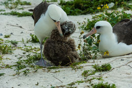 Image of Laysan Albatross