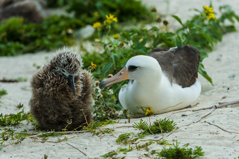 Image of Laysan Albatross