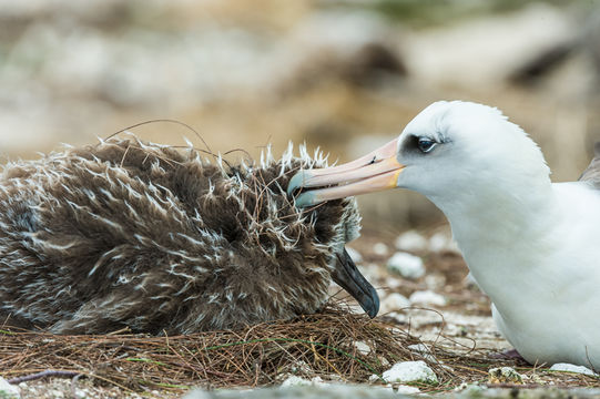 Image of Laysan Albatross