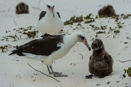 Image of Laysan Albatross