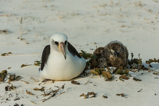 Image of Laysan Albatross