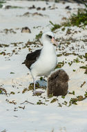 Image of Laysan Albatross