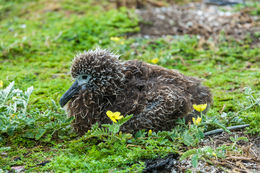 Image of Laysan Albatross