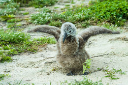 Image of Laysan Albatross