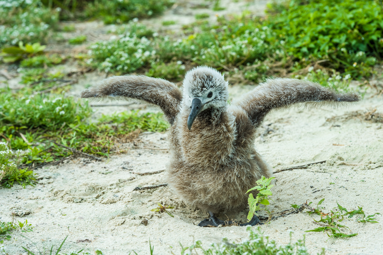 Image of Laysan Albatross