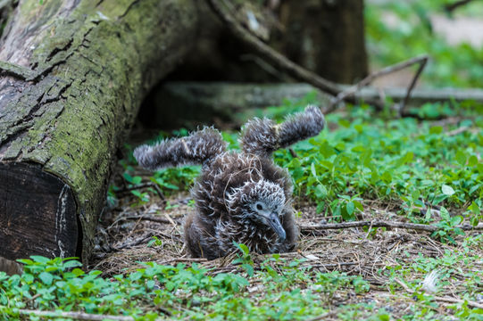 Image of Laysan Albatross