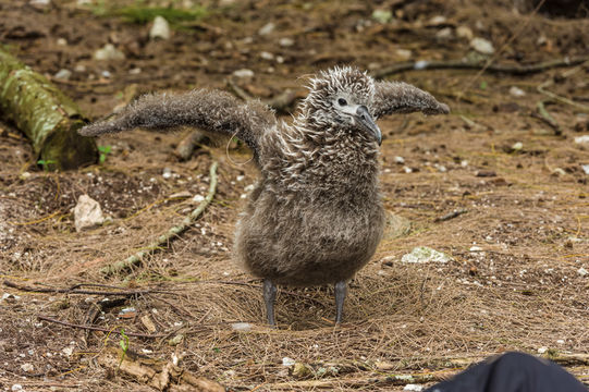 Image of Laysan Albatross