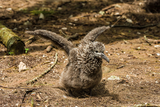 Image of Laysan Albatross