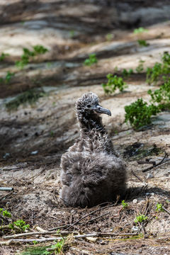 Image of Laysan Albatross