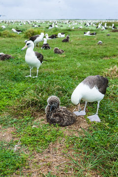 Image of Laysan Albatross