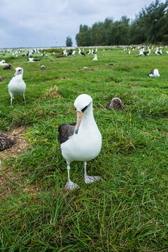 Image of Laysan Albatross