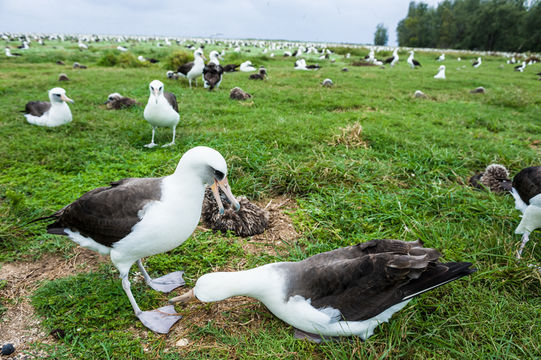 Image of Laysan Albatross