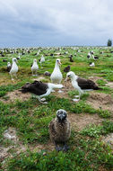 Image of Laysan Albatross