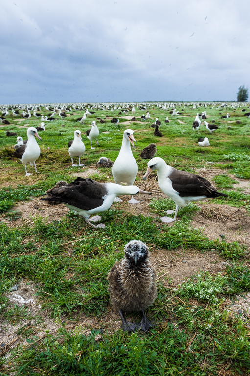 Image of Laysan Albatross