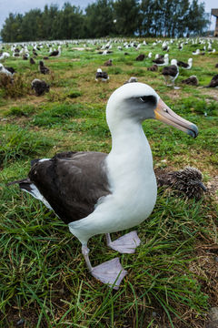 Image of Laysan Albatross