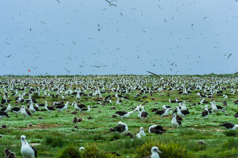 Image of Laysan Albatross