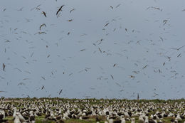 Image of Laysan Albatross