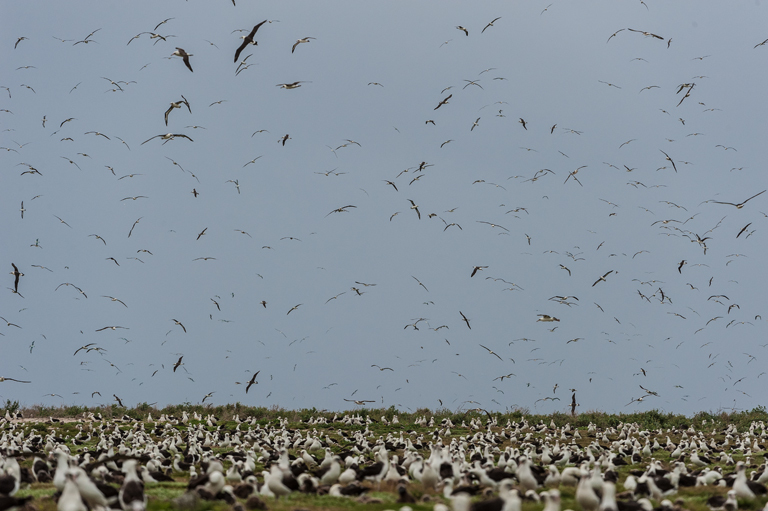 Image of Laysan Albatross