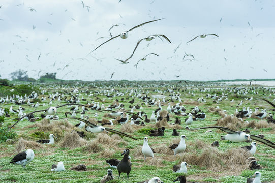 Image of Laysan Albatross