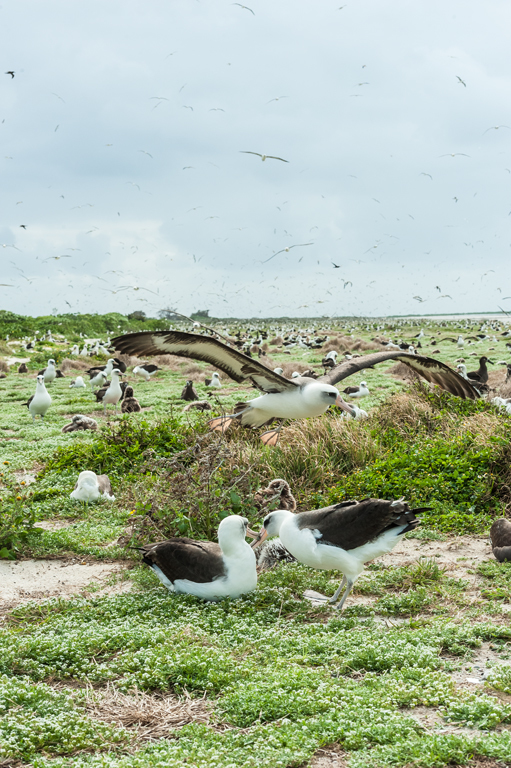 Image of Laysan Albatross