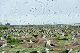 Image of Laysan Albatross