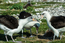 Image of Laysan Albatross