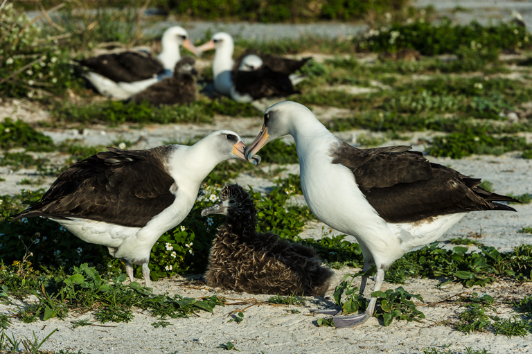 Image of Laysan Albatross