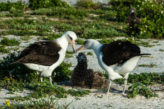 Image of Laysan Albatross