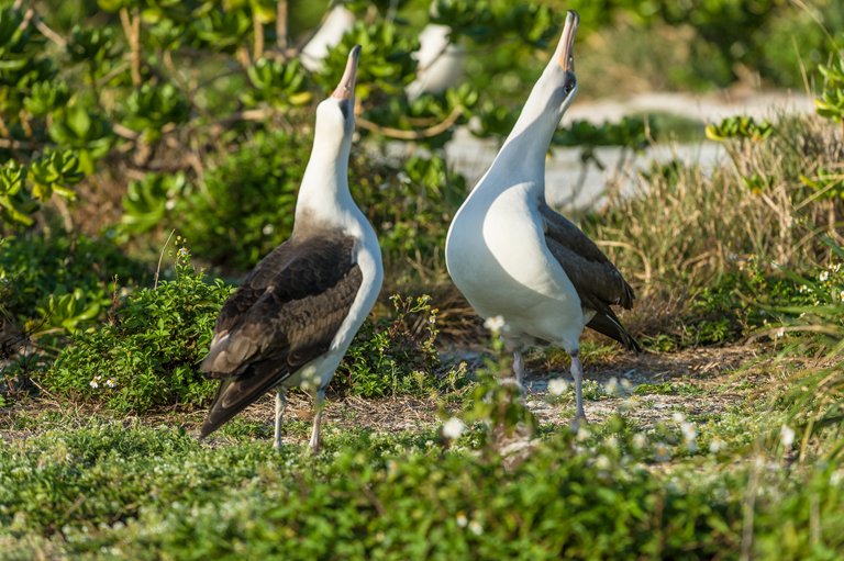 Image of Laysan Albatross