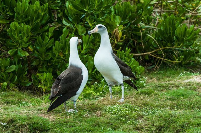 Image of Laysan Albatross