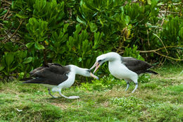 Image of Laysan Albatross