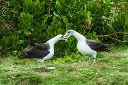 Image of Laysan Albatross