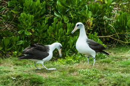 Image of Laysan Albatross