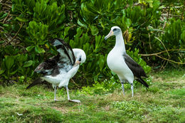 Image of Laysan Albatross