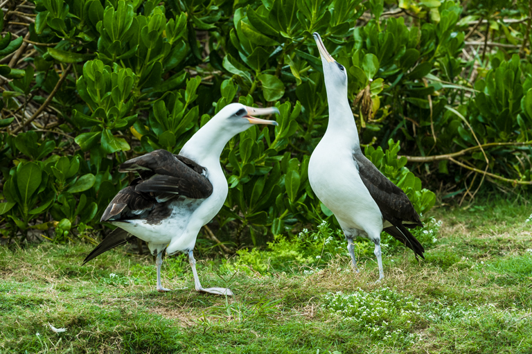 Image of Laysan Albatross