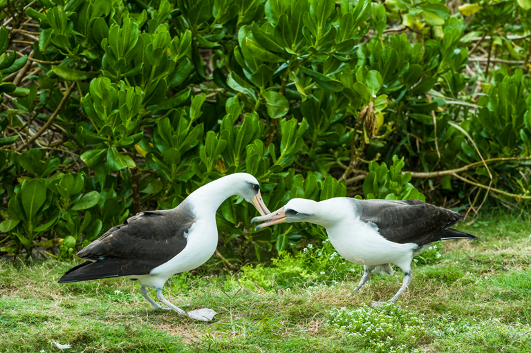 Image of Laysan Albatross