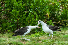 Image of Laysan Albatross