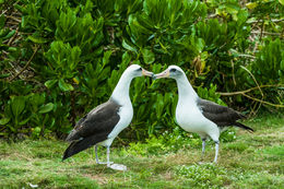 Image of Laysan Albatross